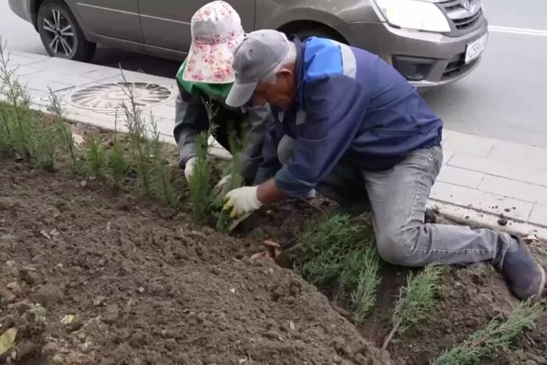 В Махачкале стартовала осенняя высадка растений