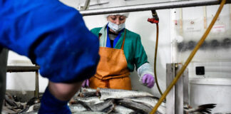 В Дагестане рост переработки рыбы составил 14%