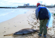 Каспийский тюлень краснеет без прикрас