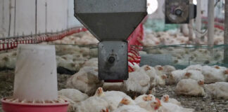 Цена мясо-молочных предпочтений