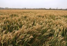 Дагестан возобновил экспорт риса: первая крупная партия отправлена в Азербайджан