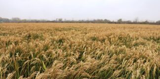 Дагестан возобновил экспорт риса: первая крупная партия отправлена в Азербайджан