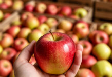 В Беларусь отправили первую партию дагестанских яблок