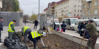 В Махачкале продолжается озеленение городских пространств