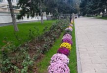 Махачкала закупила 300 тысяч цветов для посадки в парках и скверах