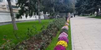 Махачкала закупила 300 тысяч цветов для посадки в парках и скверах