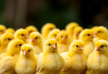 На 9% по итогам 2025 года увеличилось поголовье птицы в Дагестане