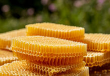 В Дагестане выделят 10 млн рублей на поддержку пчеловодства в 2026 году