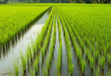 Рисовому заводу Дагестана выделили земли для расширения посевов