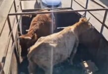 Десять коров отловили с пригородов Махачкалы и поместили на штрафстоянку