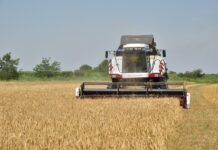 Аграрный сектор Дагестана показал уверенный рост: итоги 2025 года