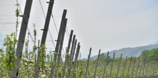 В горно-долинной зоне Дагестана площади новых садов за год выросли в 4,5 раза