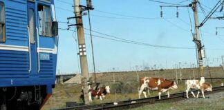 В Махачкале проводят регулярные работы по отлову безнадзорных животных