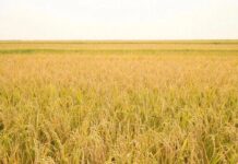 Дагестан в 2025 году собрал 128 тысяч тонн урожая риса