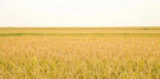 Дагестан в 2025 году собрал 128 тысяч тонн урожая риса