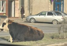 В Махачкале продолжаются мероприятия по отлову бродячих коров и быков