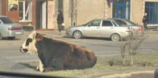 В Махачкале продолжаются мероприятия по отлову бродячих коров и быков