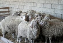 Дагестанская шерсть выйдет на специализированную биржу