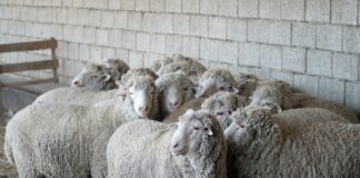 Дагестанская шерсть выйдет на специализированную биржу