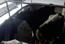 В Махачкале усилили контроль за выпасом скота в городе