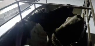 В Махачкале усилили контроль за выпасом скота в городе