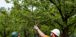 В Махачкале продолжают благоустраивать городские зеленые зоны