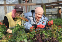 Масштабное озеленение