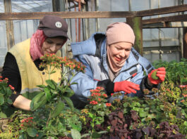 Масштабное озеленение