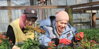 Масштабное озеленение