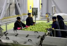 Дагестан увеличит мощности хранения сельхозпродукции до 60 тысяч тонн в 2026 году