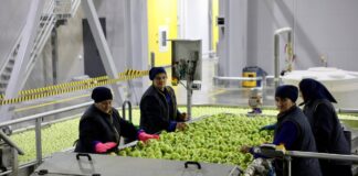 Дагестан увеличит мощности хранения сельхозпродукции до 60 тысяч тонн к 2026 году