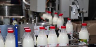 Молочное производство Дагестана в 2025 году достигло отметки в 977 тысяч тонн