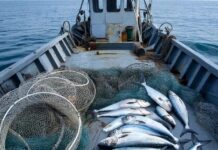 Дагестан увеличил вылов кильки до 24,7 тысяч тонн в 2025 году