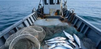 Дагестан увеличил вылов кильки до 24,7 тысяч тонн в 2025 году