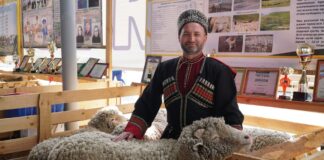 Дагестанские овцеводы представят уникальные породы на выставке в Элисте