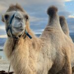 верблюд