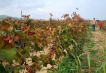 Около тысячи гектаров виноградников Дагестана пострадали от наводнений