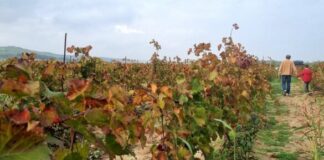 Около тысячи гектаров виноградников Дагестана пострадали от наводнений