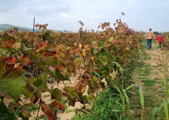 20251026_1225511-585x417