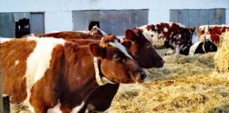 Поголовье крупного рогатого скота в Дагестане выросло на 2% за год