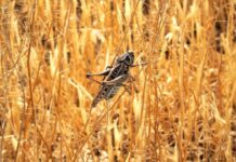 На севере Дагестана стартует мониторинг саранчовых вредителей