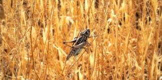 На севере Дагестана стартует мониторинг саранчовых вредителей