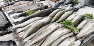 Дагестан и Беларусь представили свою продукцию на рыбной ярмарке в Махачкале