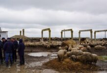 Аграриям Дагестана ускорят выплаты за ущерб от рекордного наводнения