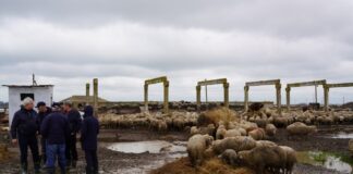 Аграриям Дагестана ускорят выплаты за ущерб от рекордного наводнения