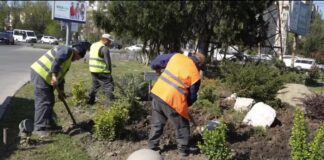 Улицы Махачкалы украшают яркими ландшафтными композициями