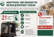 В Махачкале отловили 21 бездомную собаку