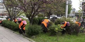 В Махачкале продолжается масштабное обновление зеленого фонда города