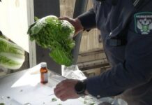 В Дагестане выявлено более 400 тонн зараженных импортных фруктов и овощей