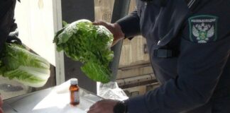 В Дагестане выявлено более 400 тонн зараженных импортных фруктов и овощей